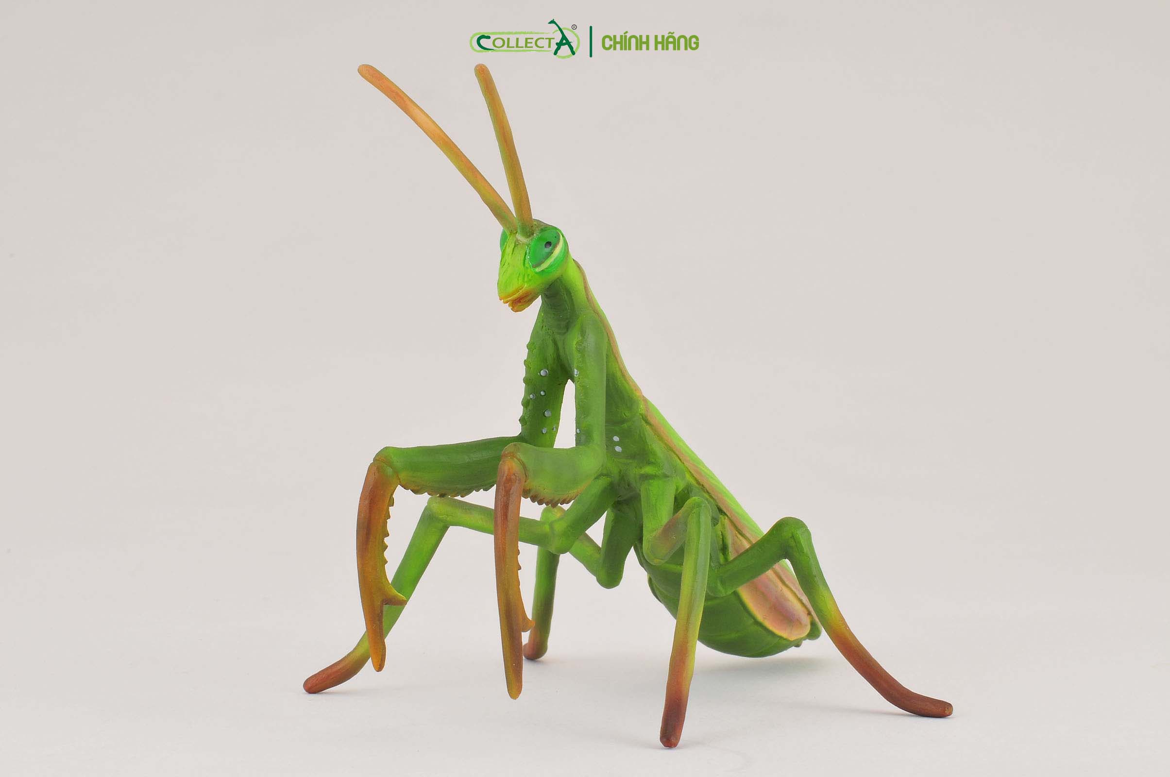 Mô hình thu nhỏ: Bọ Ngựa - Praying Mantis, hiệu: CollectA, mã HS 9653030[88351] -  Chất liệu an toàn cho trẻ - Hàng chính hãng