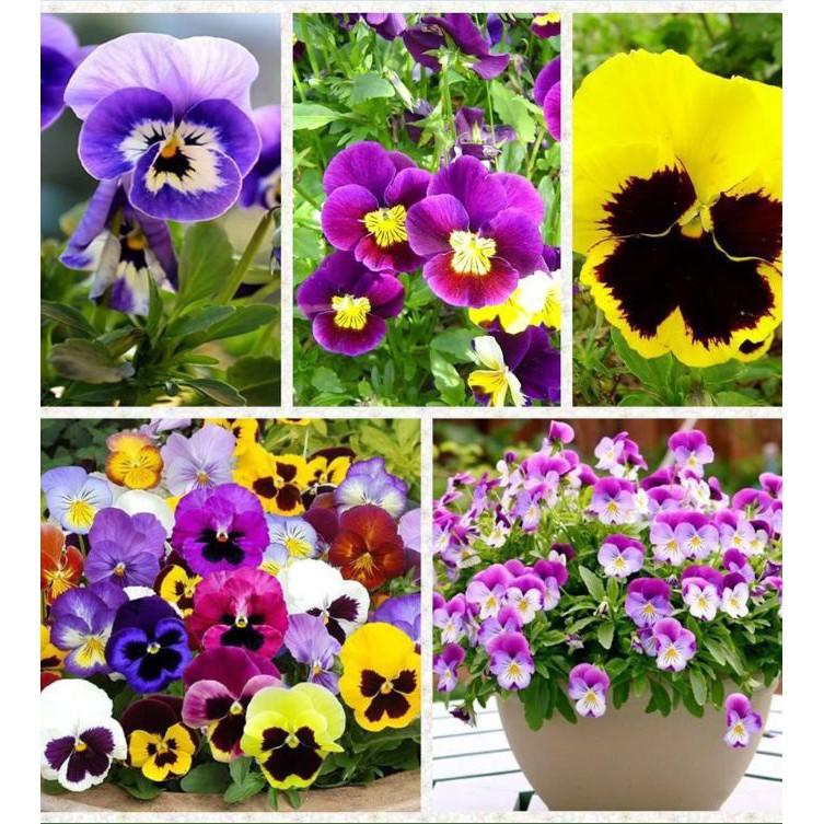 Hạt giống hoa pansy hoa cánh đơn nhiều màu 100 hạt/gói