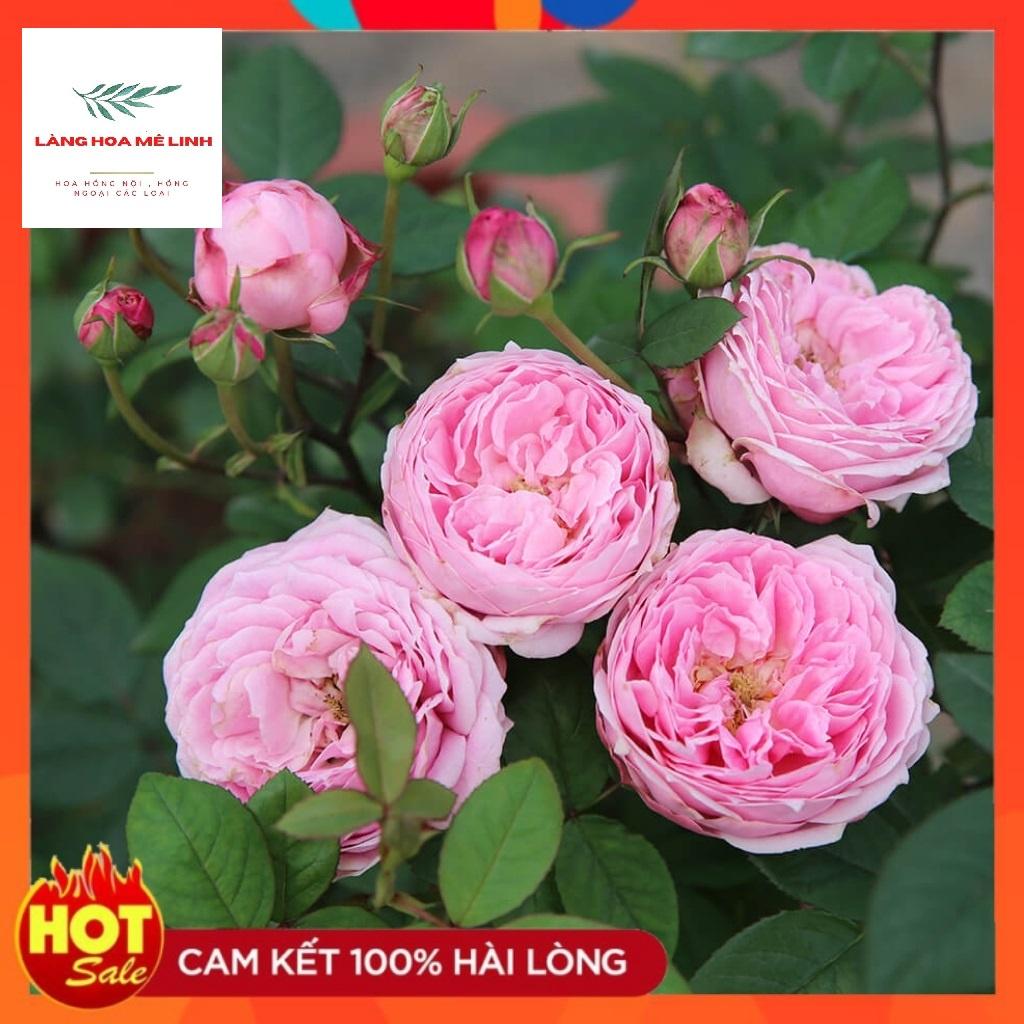 Hoa hồng Bụi Miyako màu hồng - Trung tâm của những loài hoa Nhật, hống chịu, kháng bệnh mạnh mẽ .