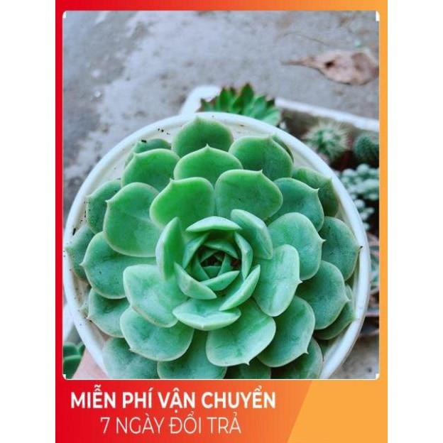 Sen Đá Xanh Cánh Cứng