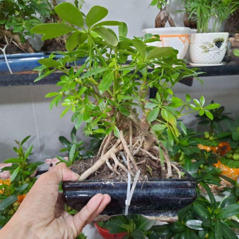 Cây Ngủ Da Bì Bonsai bao gồm chậu