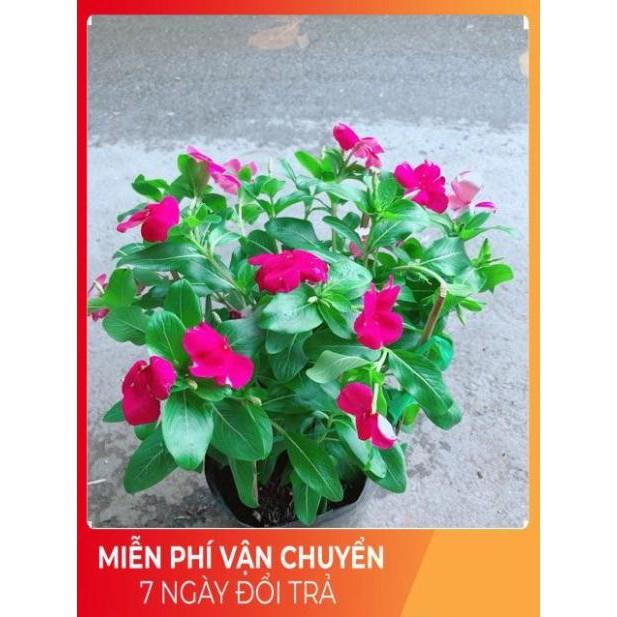 Hoa Dừa Cạn Màu Hồng