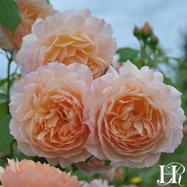 Hoa hồng ngoại Grace- bầu to cây trưởng thành