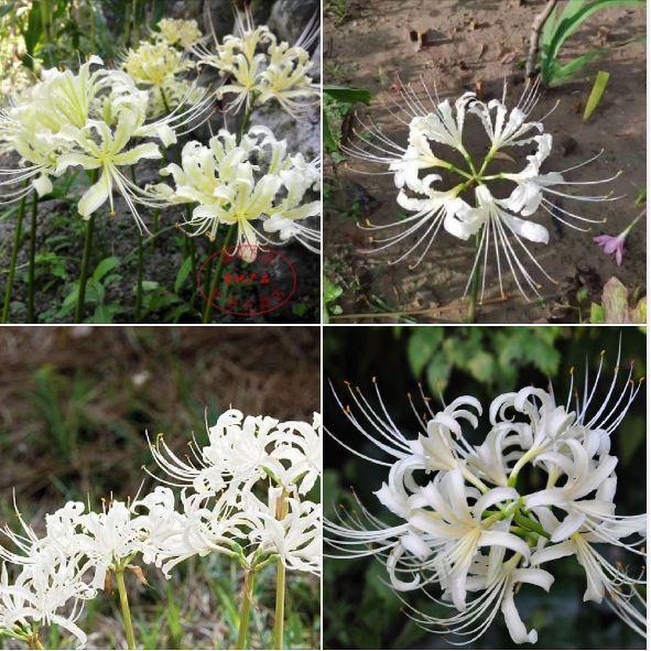 Combo 5 củ giống hoa bỉ ngạn nhiều màu