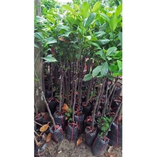 Cây giống mít tố nữ siêu trái