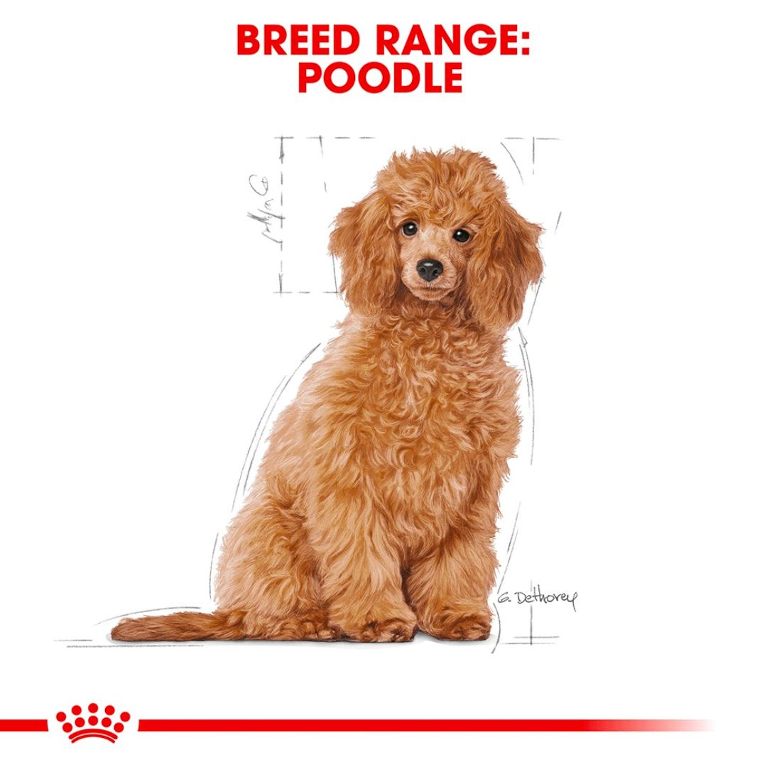 Thức Ăn Cho Chó Royal Canin Poodle Puppy - Chó Con