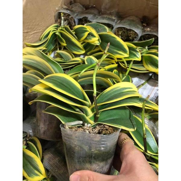 Chậu hoa Lan Hồ Điệp lá biên size cây giống chờ hoa