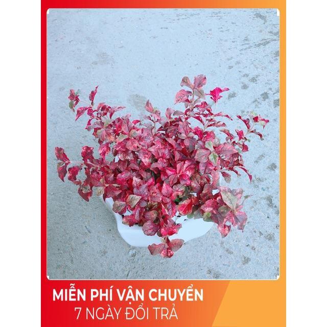 Chậu Ruby Đỏ
