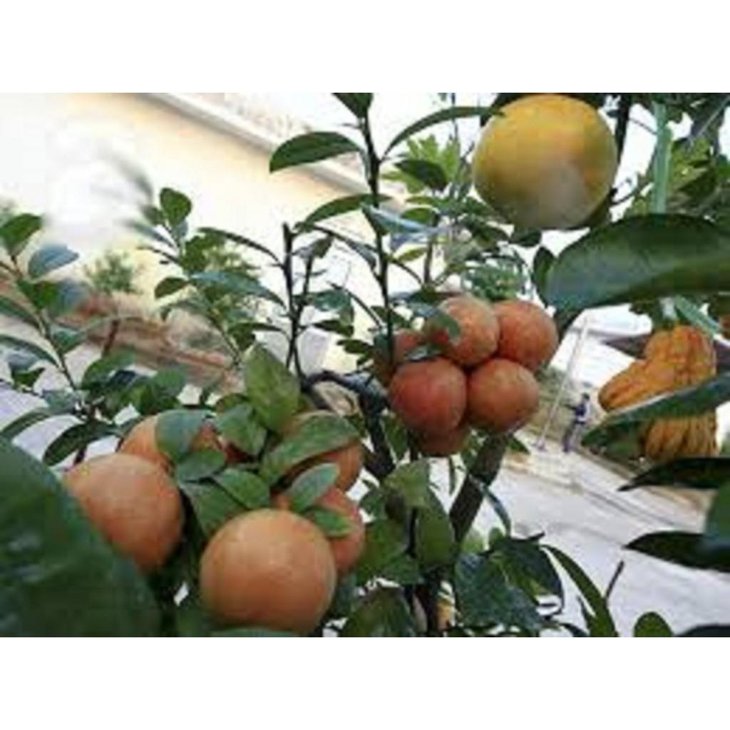 COMBO 2 CÂY GIỐNG CHANH ĐÀO - DÒNG QUẢ CHÙM SIÊU NĂNG SUẤT, CAM KẾT GIỐNG CHUẨN F1