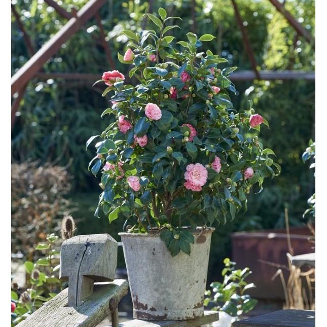 Hạt giống hoa Trà My nhật bản nhiều màu dễ trồng Camellia seeds