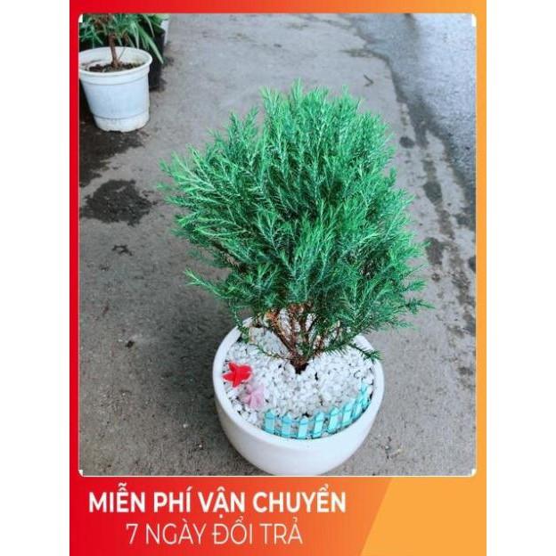 Chậu Tùng Bồng Lai