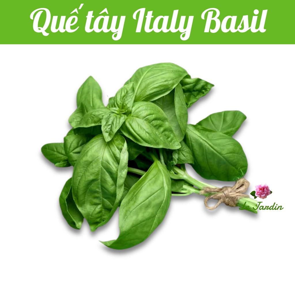 Hạt giống Basil gói 2gr - Chịu nhiệt, rất dễ trồng