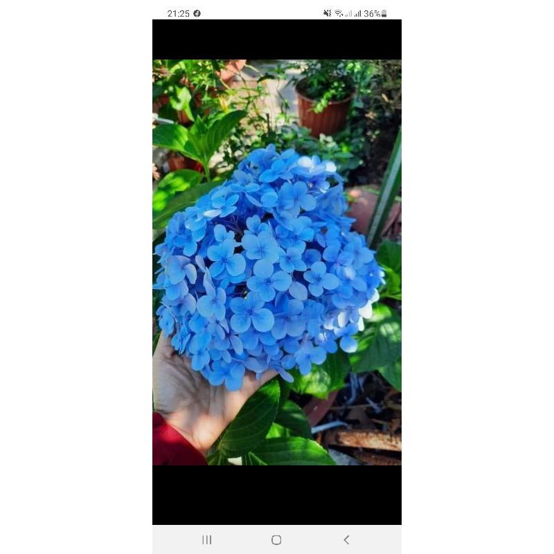 Cẩm tú cầu cây giống