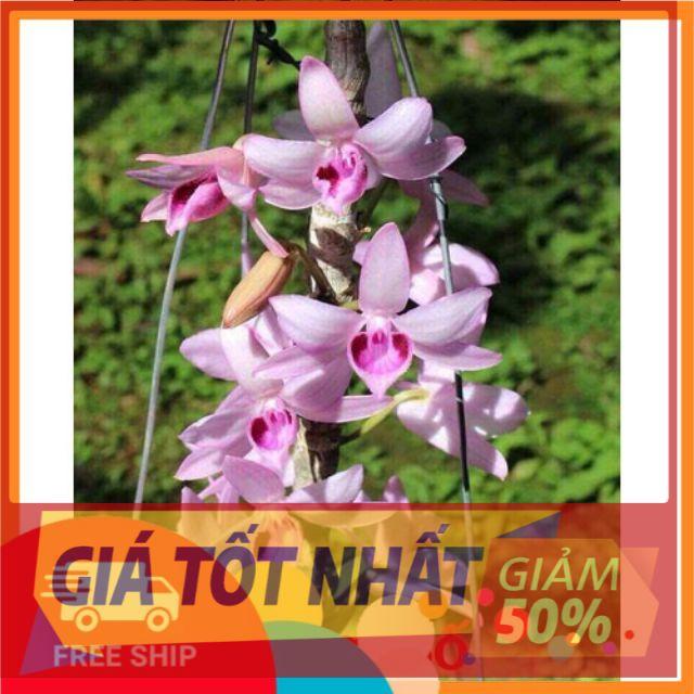 Phi điệp Nù tam bố giống
