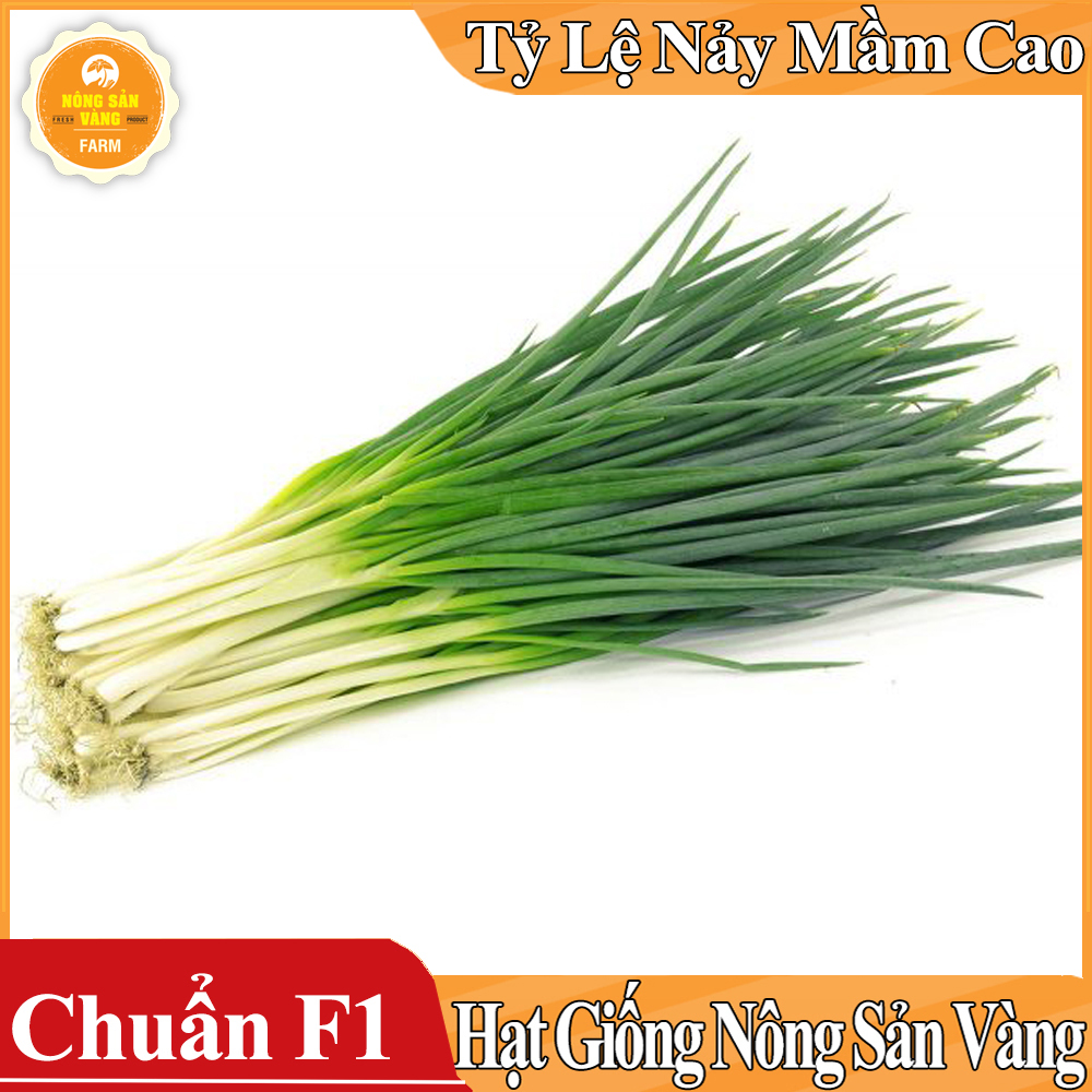 Hạt giống Hành Lá - Nông Sản Vàng
