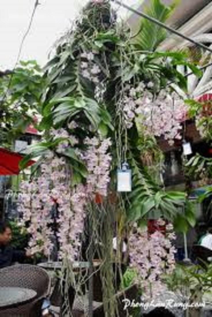 COMBO 2 CÂY lan giáng hương tam bảo sắc tuyệt đẹp