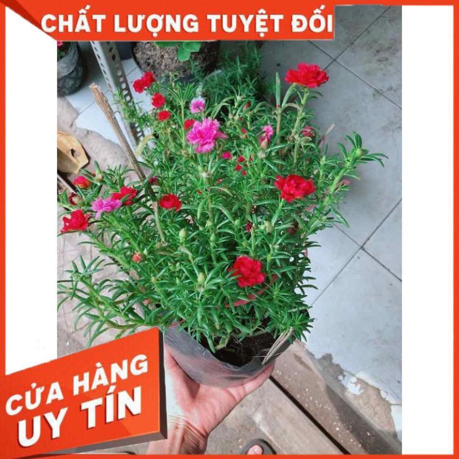 Hoa mười giờ mỹ Nhiều Người Mua