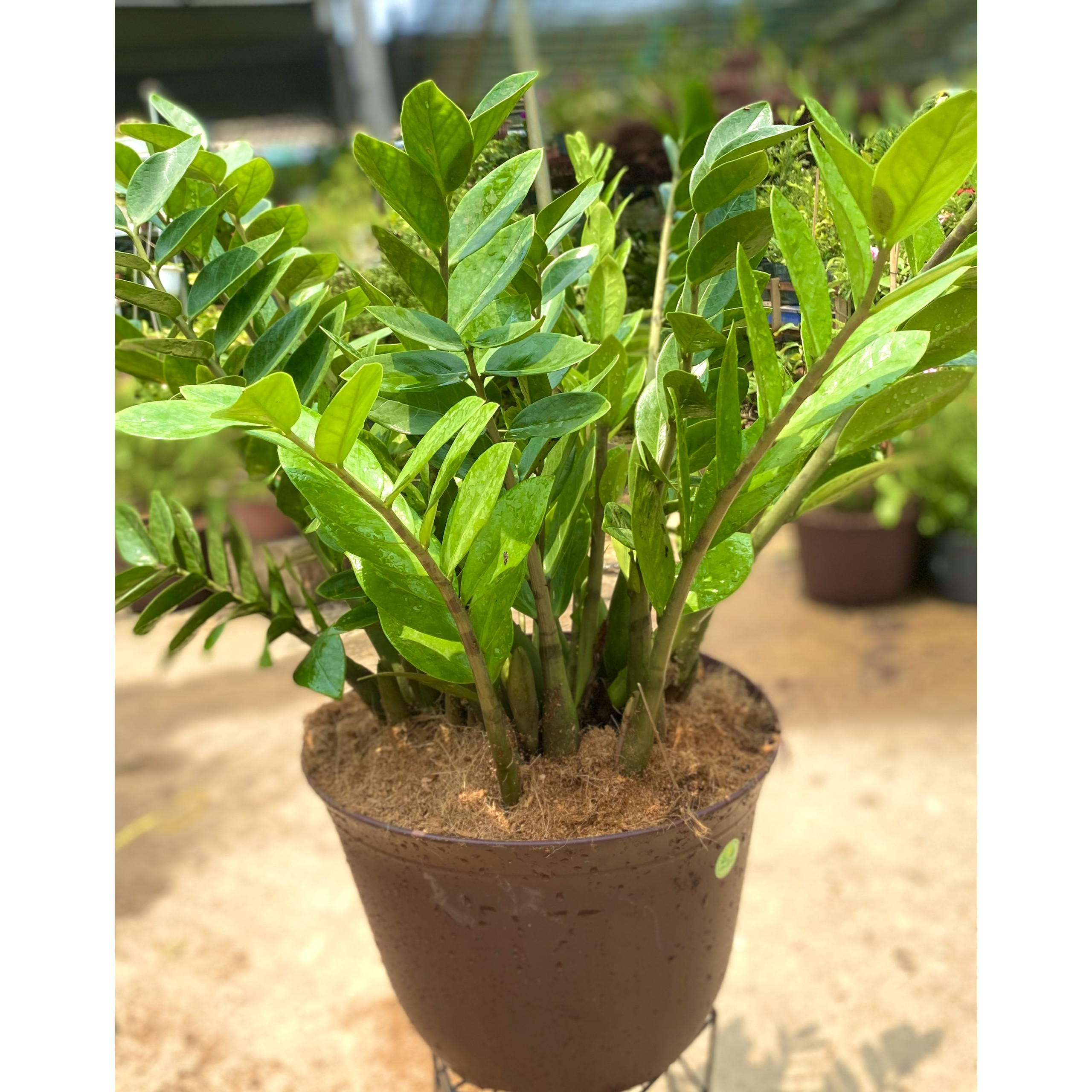 Chậu cây Kim Tiền trang trí văn phòng