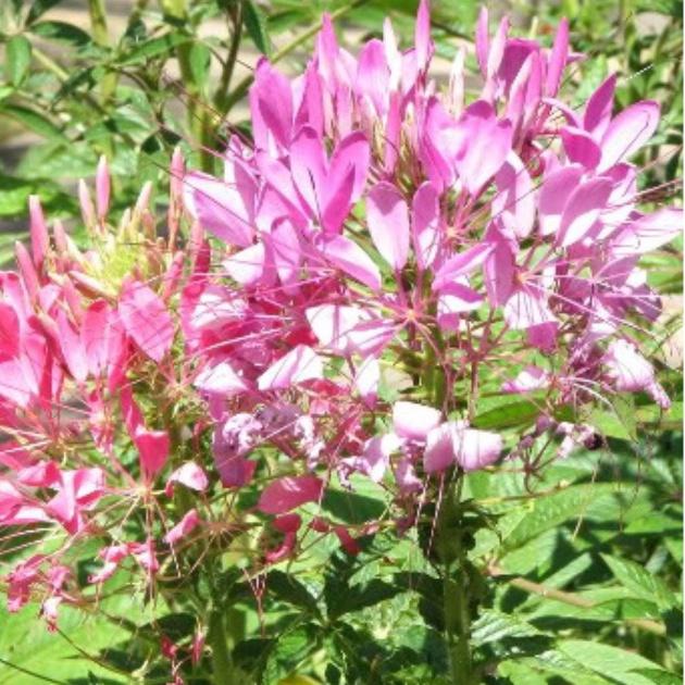 Combo 3 gói hạt giống hoa trồng ngắn ngày+bộ 20 viên nén ươm hạt kích thích hạt nảy mầm