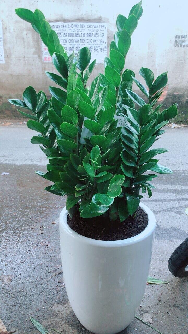 Chậu Kim Phát Tài chỉ giao tại hcm