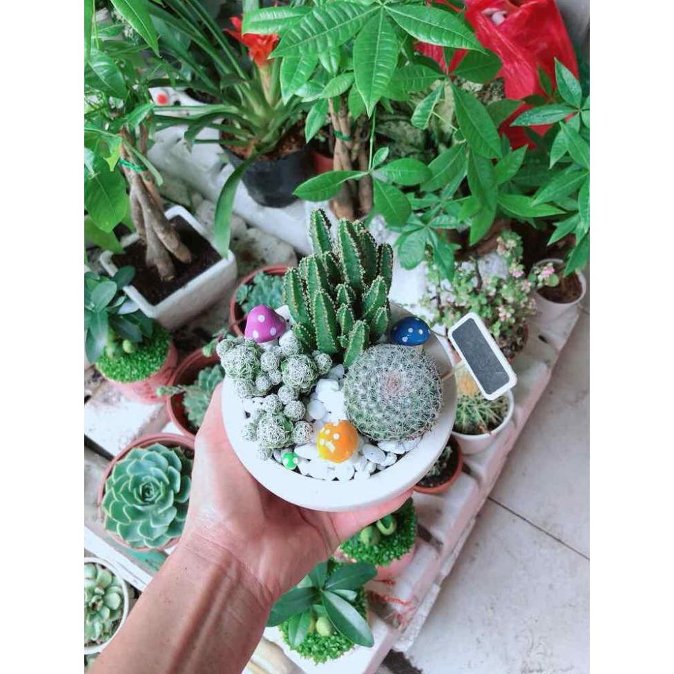 Chậu xương rồng mix Bán Chạy