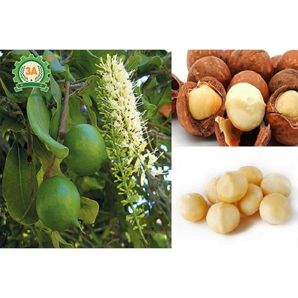 CÂY GIỐNG CÂY MẮC CA , CAM KẾT GIỐNG CHUẨN F1