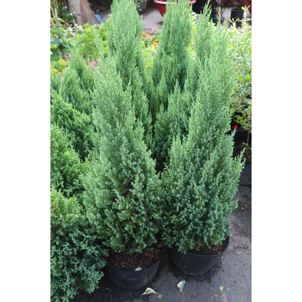 Chậu cây sơn tùng cao 90-100cm chỉ giao tại TP.HCM