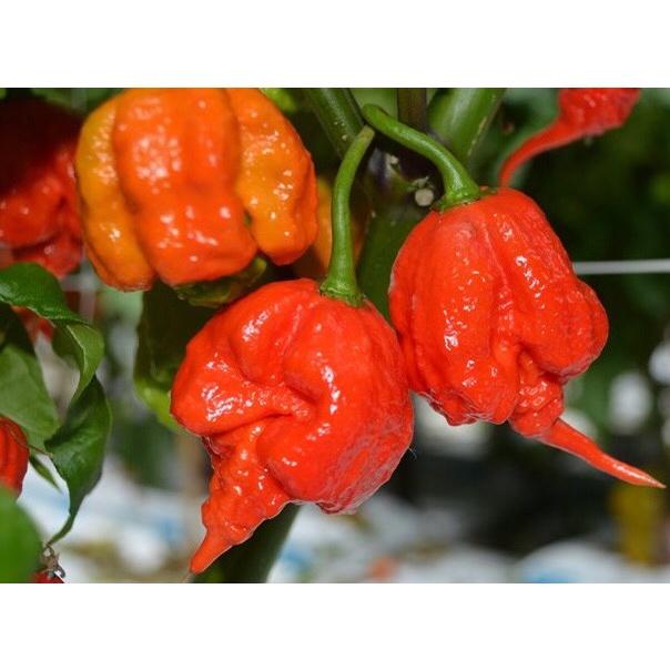 10 Hạt giống Ớt Carolina Reaper - Cay nhất thế giới -nhà trồng được