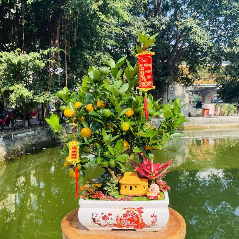 Chậu quất tiểu cảnh tài lộc chưng Tết - cây quất cảnh phối tiểu cảnh tài lộc để bàn