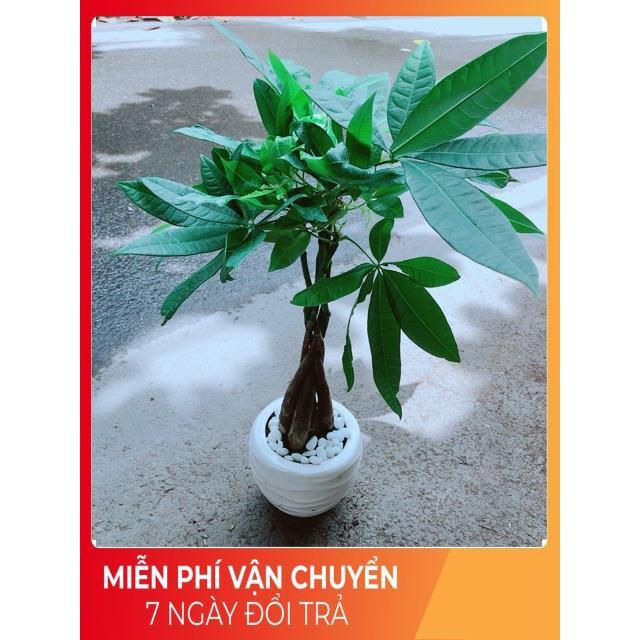 Chậu Kim Ngân 5 Thân Thắt Bính
