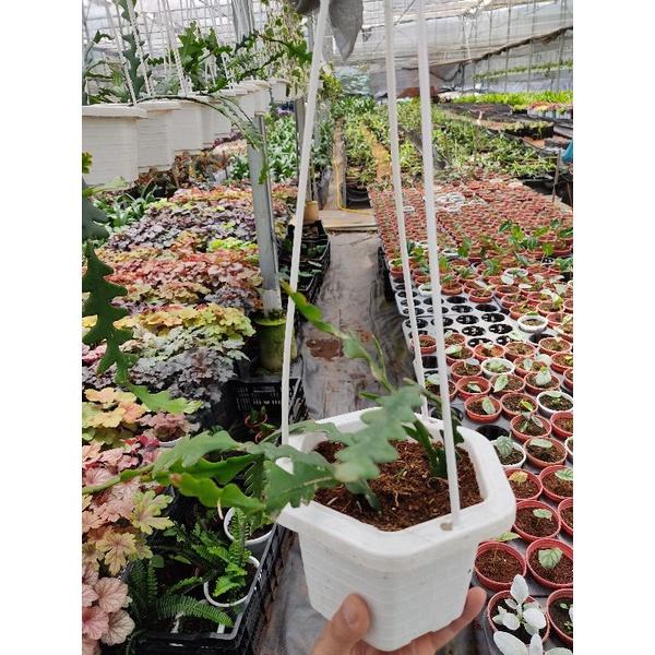 Hoa Quỳnh giống , cây hoa quỳnh xương cá