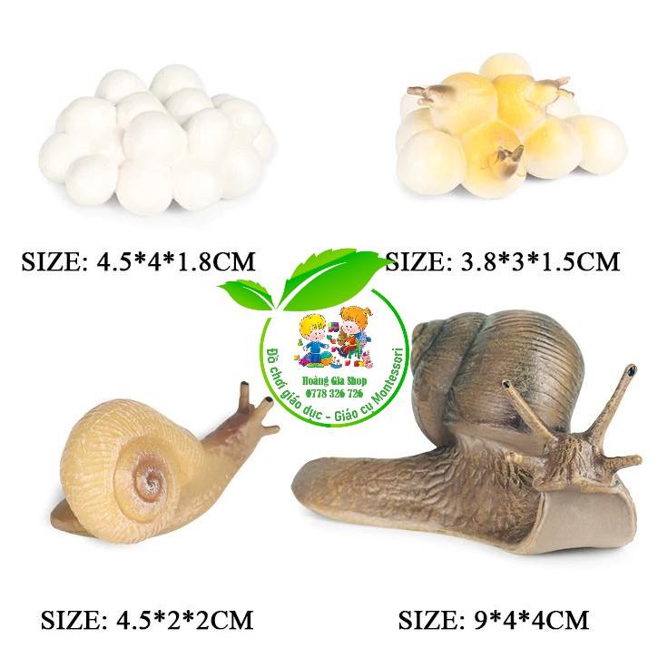 Mô hình vòng đời của ốc sên - Snail Life Cycle