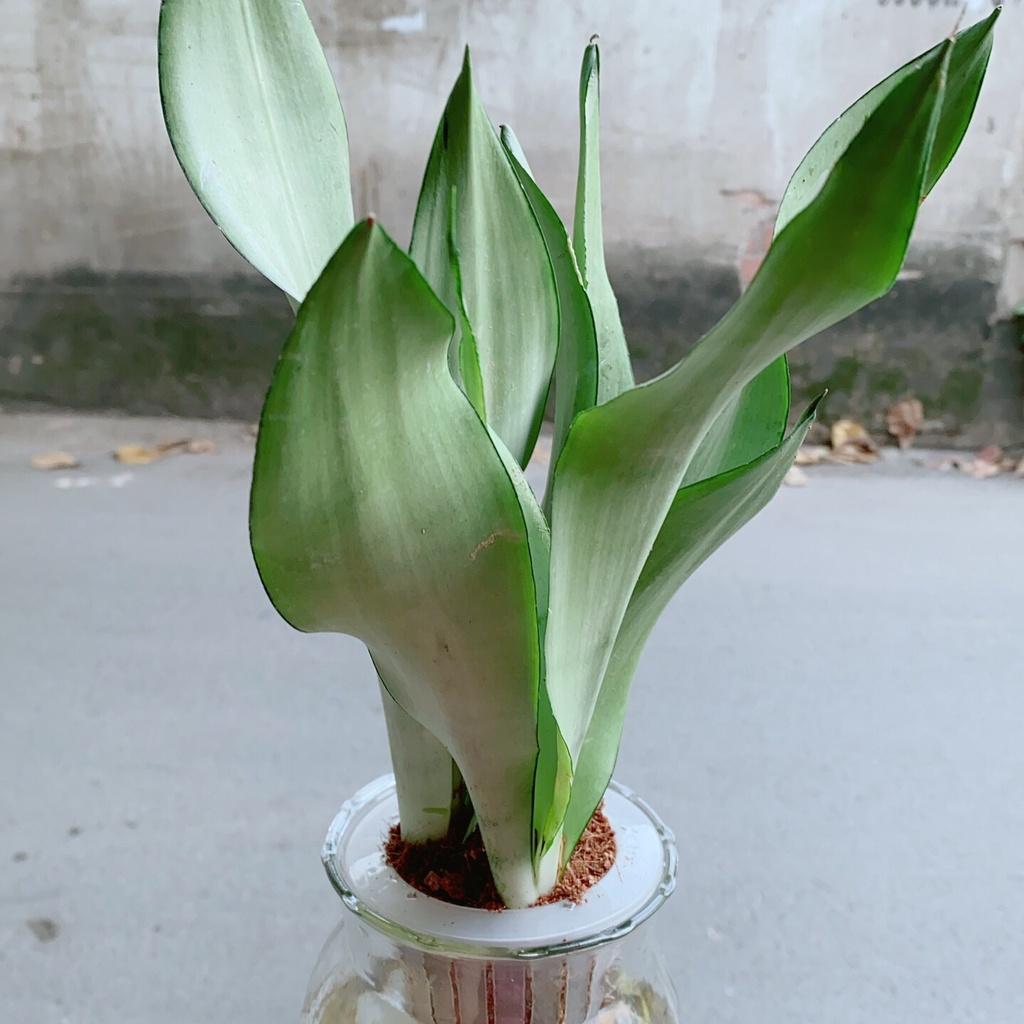 Chậu Lưỡi Hổ Bạc Thuỷ Canh