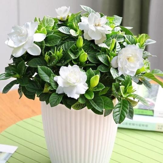 Bộ 2 gói Hạt giống hoa nhài trắng,hạt giống tốt-1 gói 10 hạt
