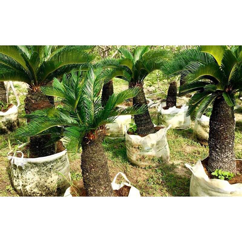 CÂY VẠN TUẾ *