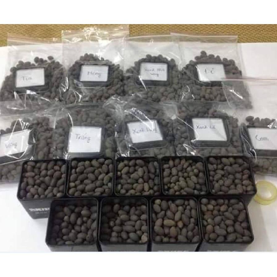 Hạt giống sen mini nhật mix màu
