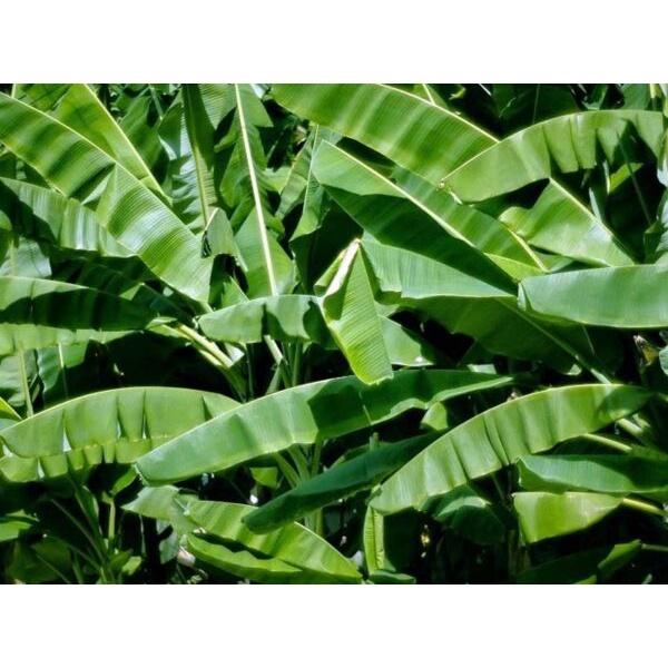 1kg lá chuối khô sạch cây nhà trồng - hàng nhà làm thủ công