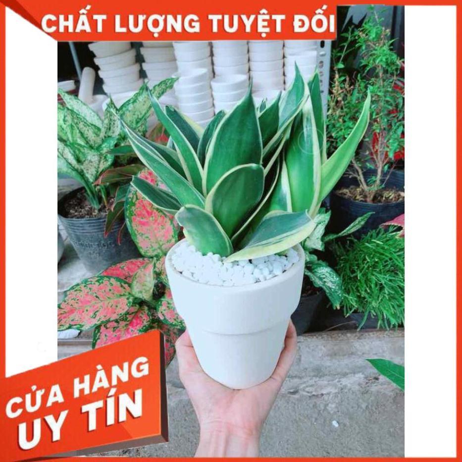 Chậu lưỡi hổ thái búp sen Nhiều Người Mua