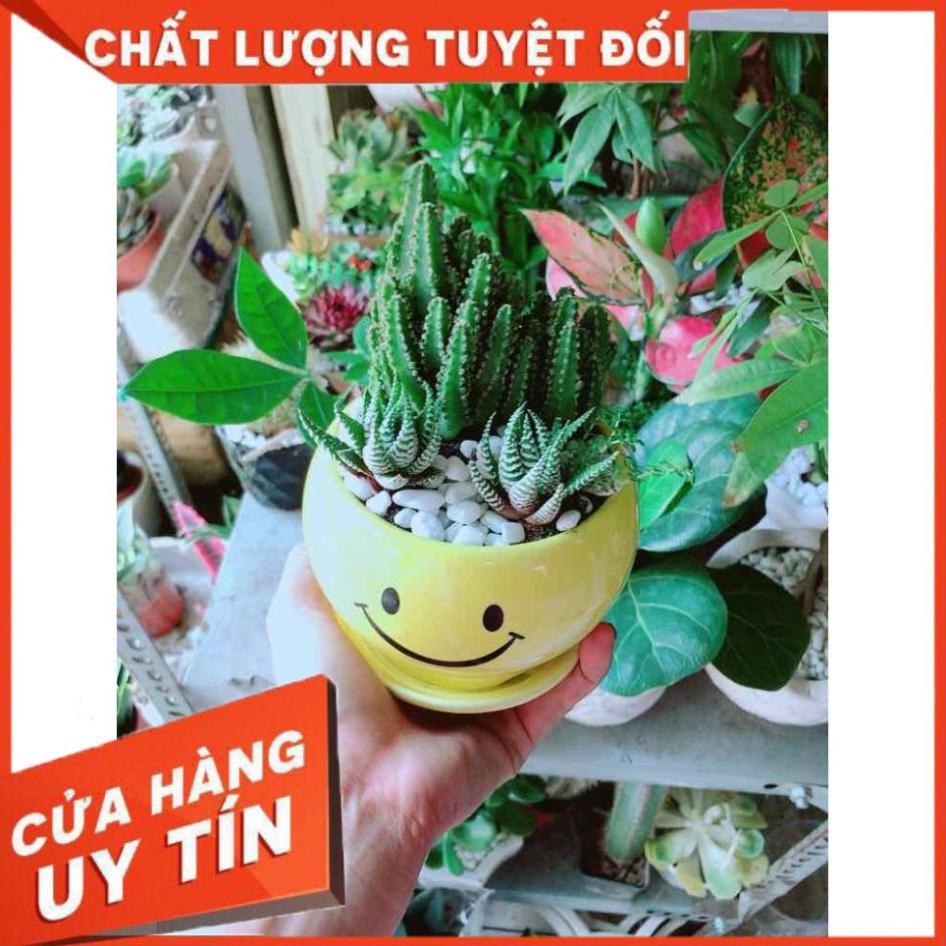 Chậu Xương Rồng Thanh Sơn + Móng Rồng Nhiều Người Mua