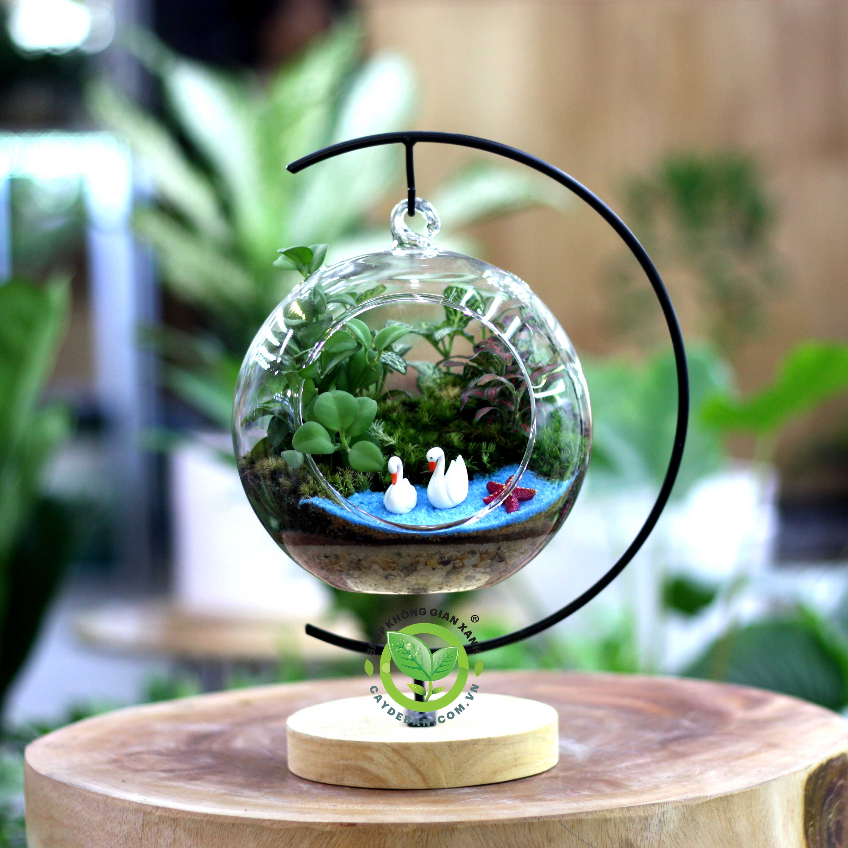 Terrarium Quả Cầu