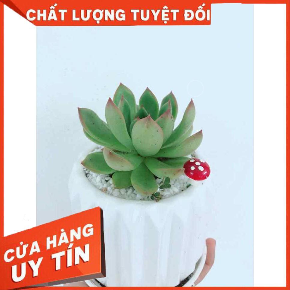 Chậu cây sen đá Nhiều Người Mua