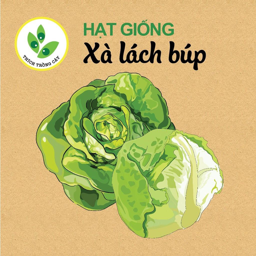Hạt giống Xà lách búp dễ trồng nhanh thu hoạch