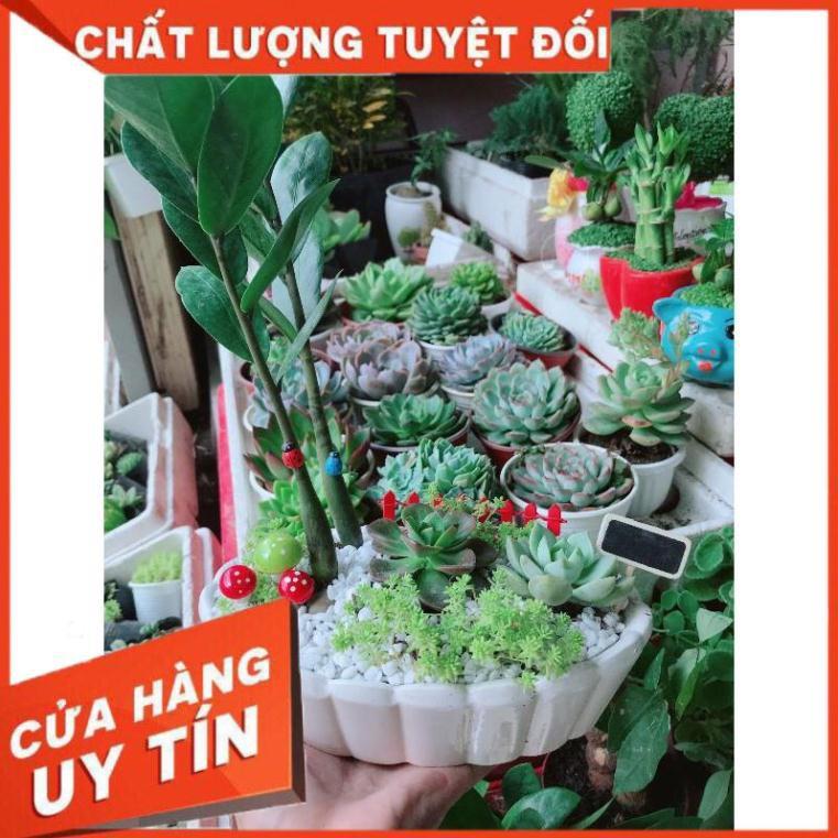 Chậu kim tiền mix Nhiều Người Mua