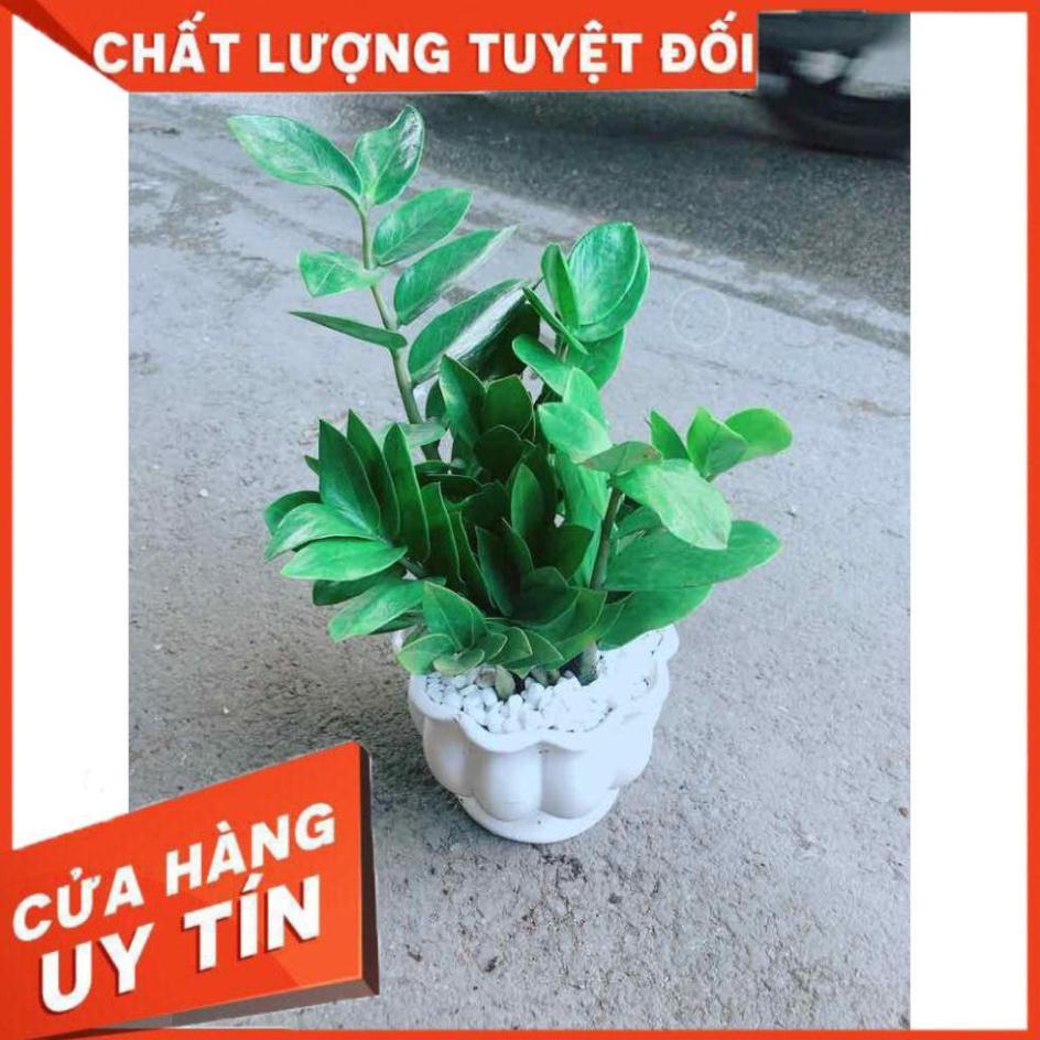 Chậu Kim Tiền Nhiều Người Mua