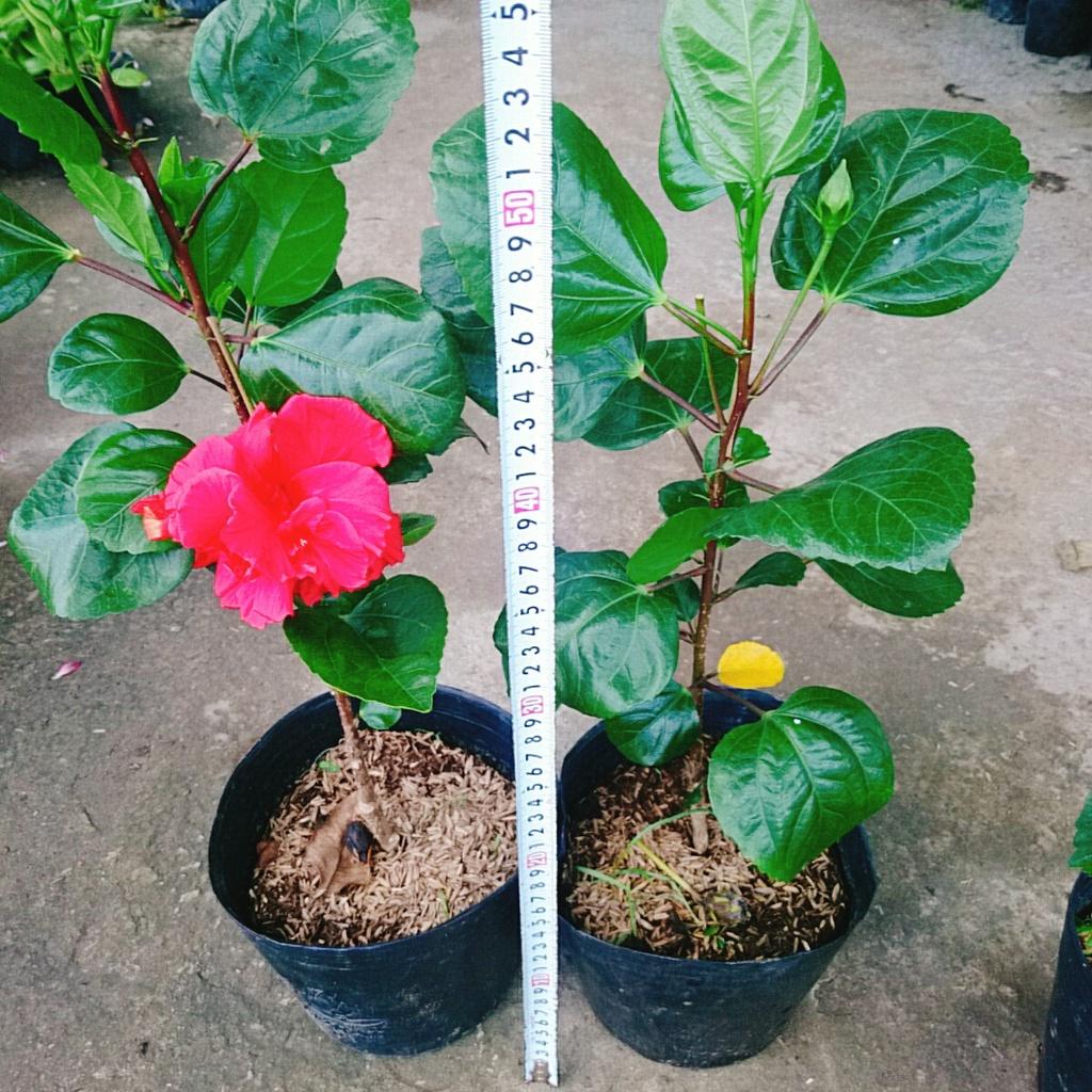 Hoa Dâm Bụt Thái - + tặng phân bón cho cây mau lớn