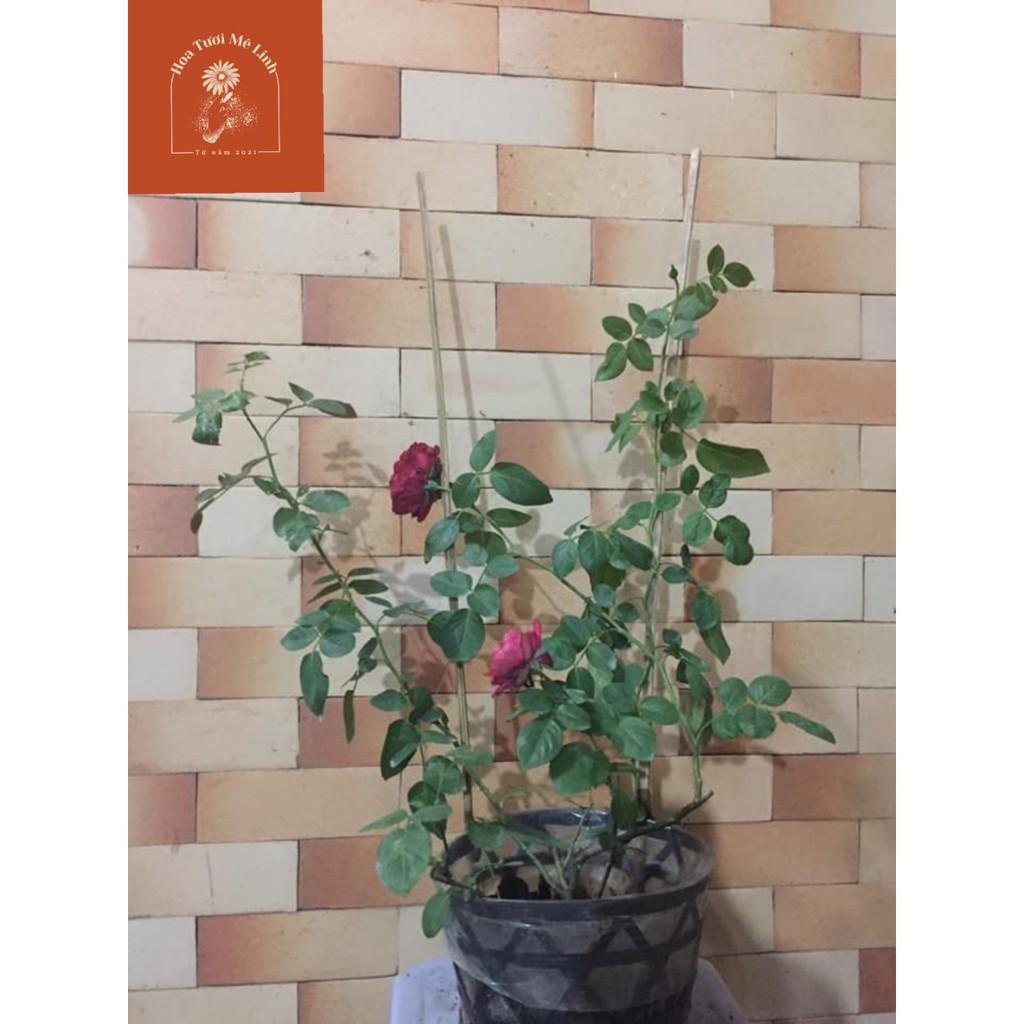 Hoa hồng ngoại Red Eden – Vườn địa đàng đỏ lộng lẫy kiêu sa