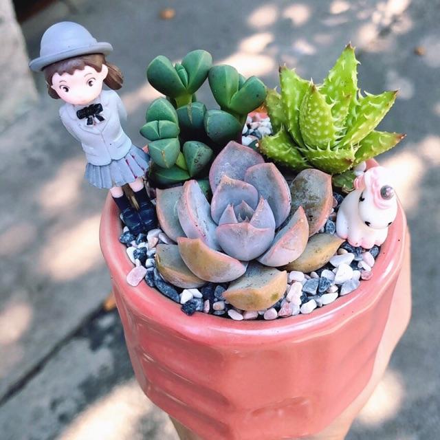Chậu sen đá tiểu cảnh
