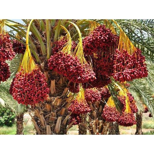 Cây giống chà là lùn trung đông - cây giống nhập khẩu israel, quả đỏ