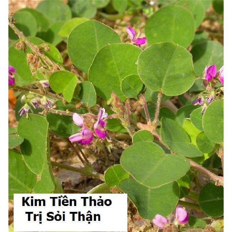 Hạt giống Kim tiền thảo - cây dược liệu - 1 gói 50 hạt