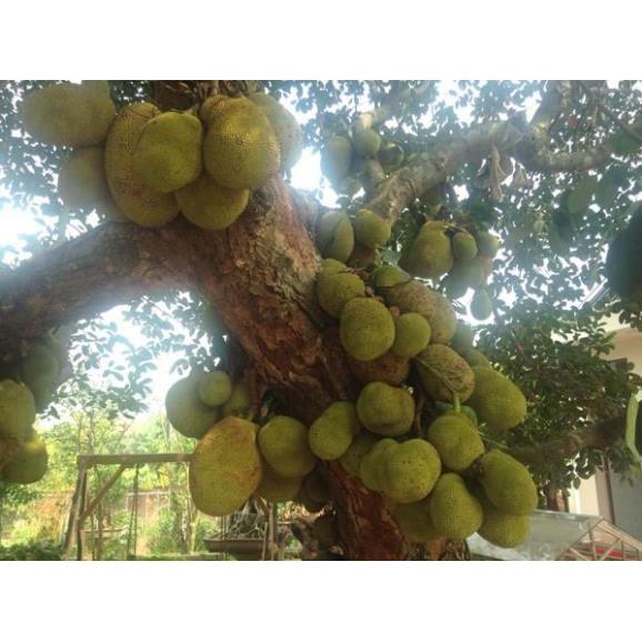 CÂY GIỐNG MÍT TA